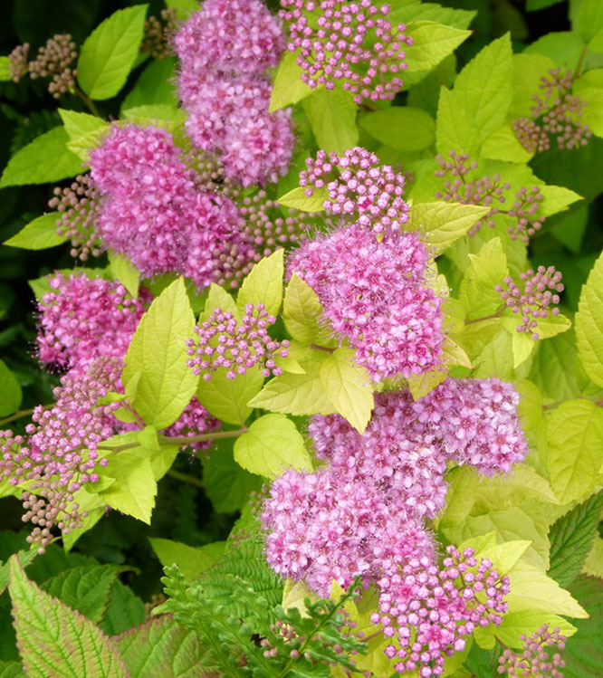 Spiraea japonica Golden Princess