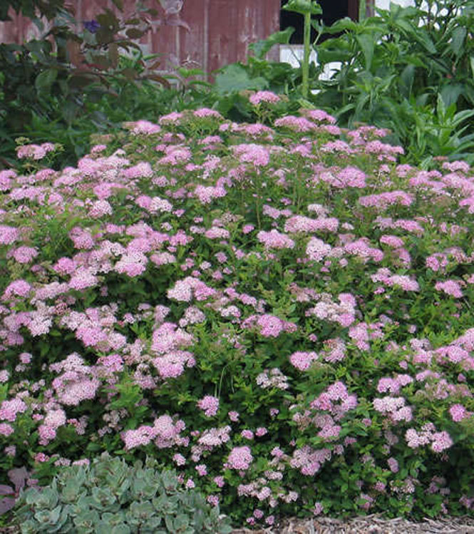 Spiraea japonica Little Princess