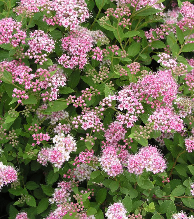 Spiraea japonica Little Princess