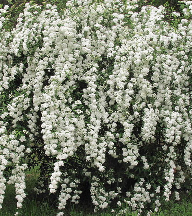 Spiraea x vanhoutteii