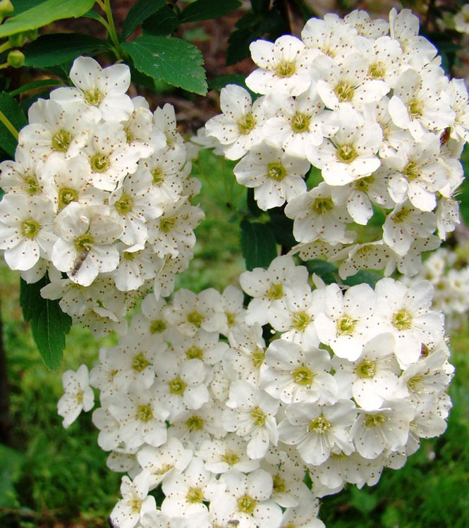 Spiraea x vanhoutteii