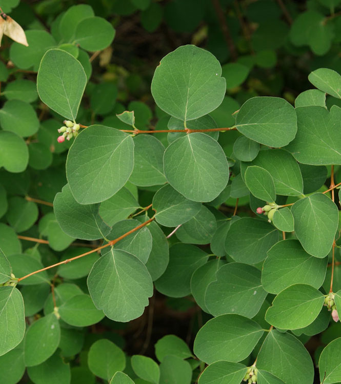 Symphoricarpus albus