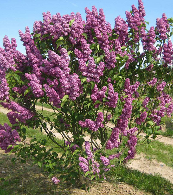 Syringa vulgaris