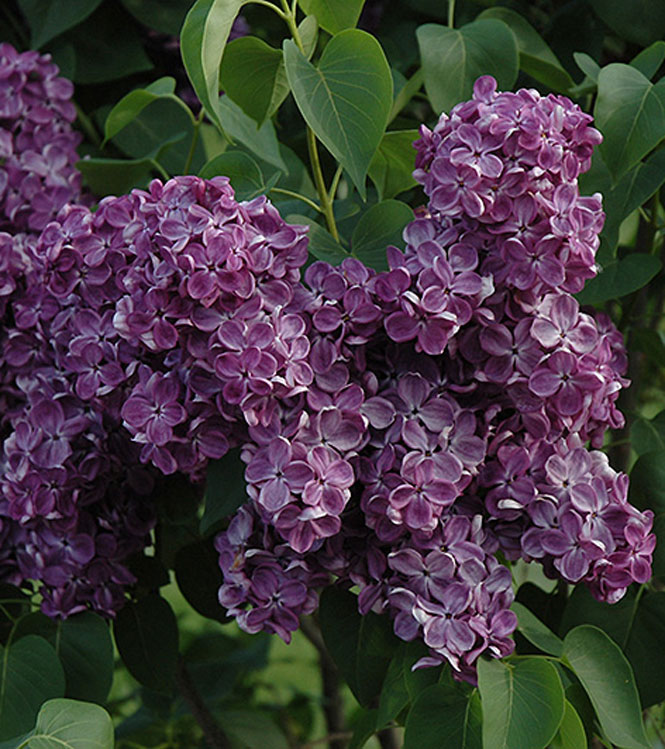 Syringa vulgaris