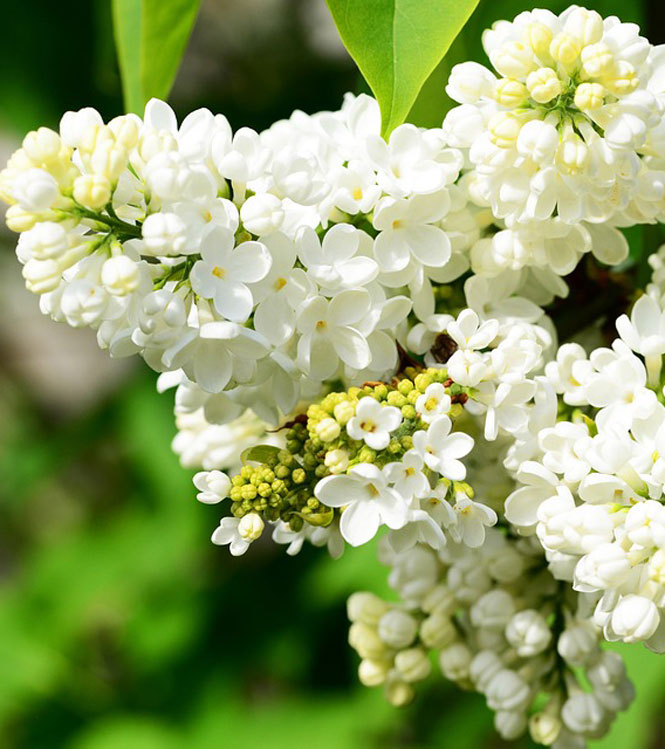 Syringa vulgaris