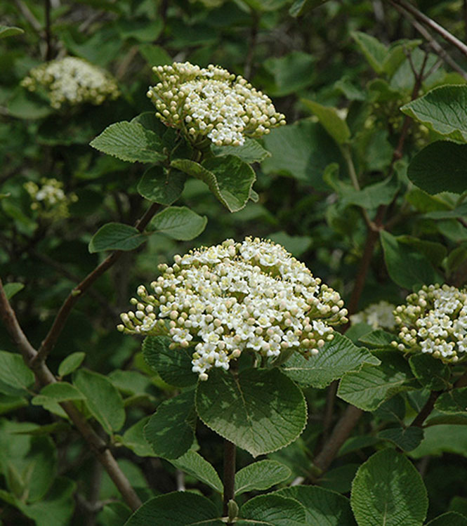 Viburnum lantana