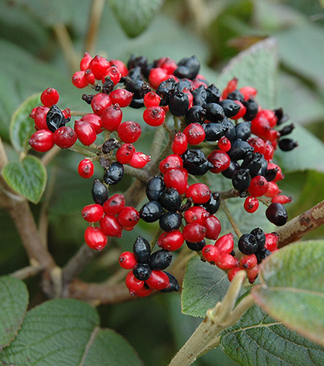 Viburnum lantana