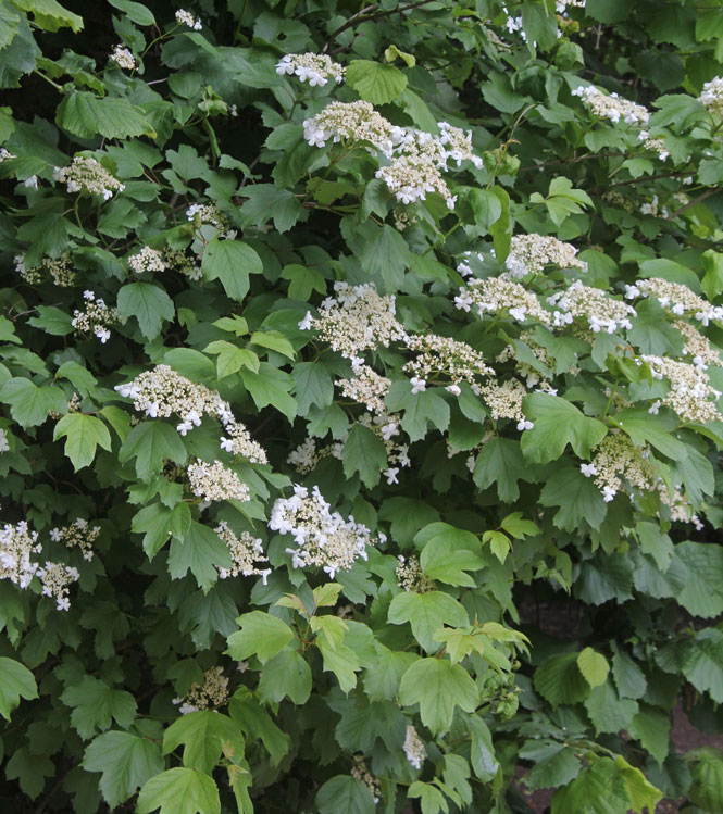 Viburnum opulus