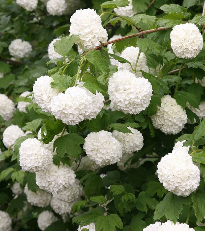 Viburnum opulus