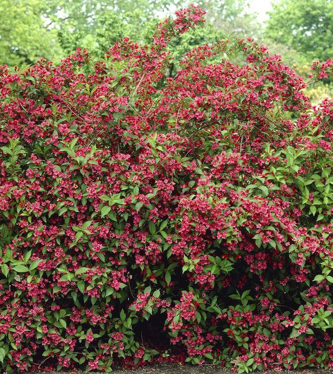 Weigela florida Bristol Ruby