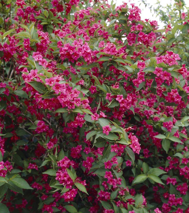 Weigela florida Bristol Ruby