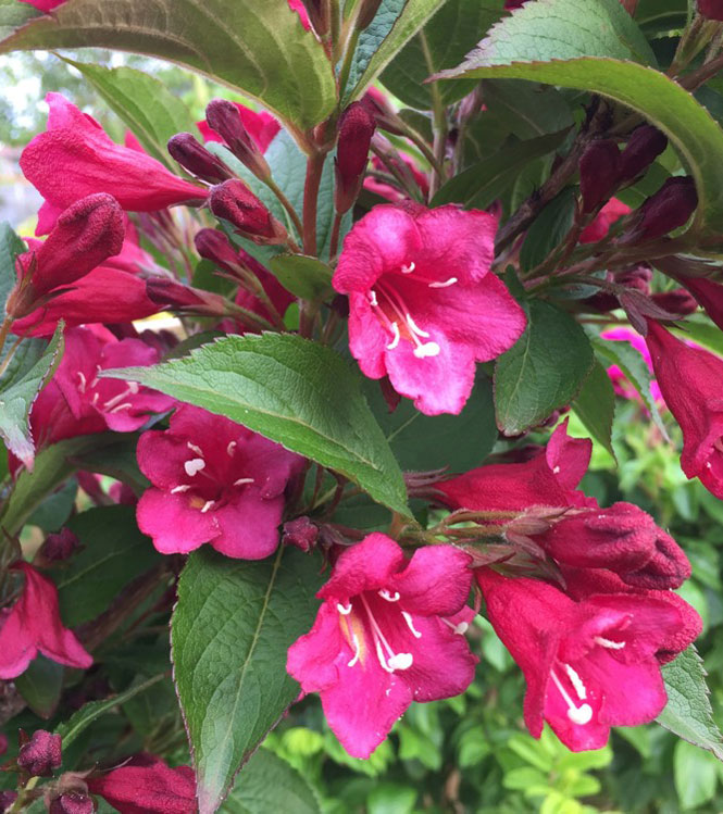 Weigela florida Bristol Ruby