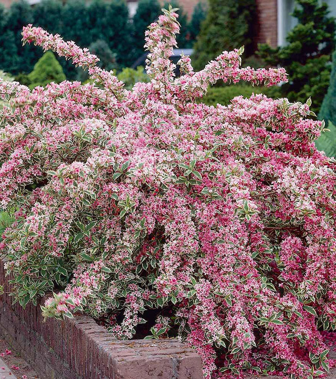 Weigela florida Variegata