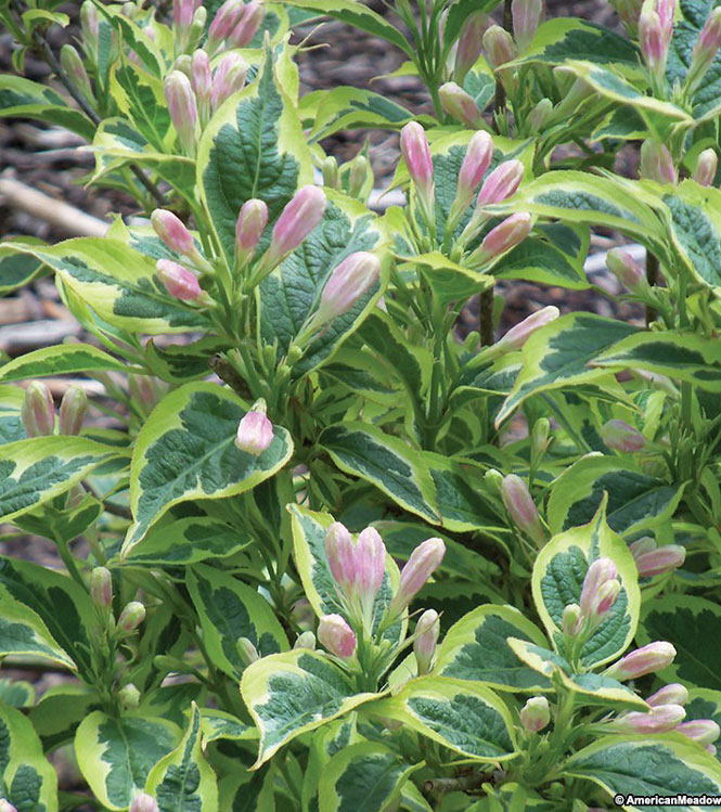 Weigela florida Variegata