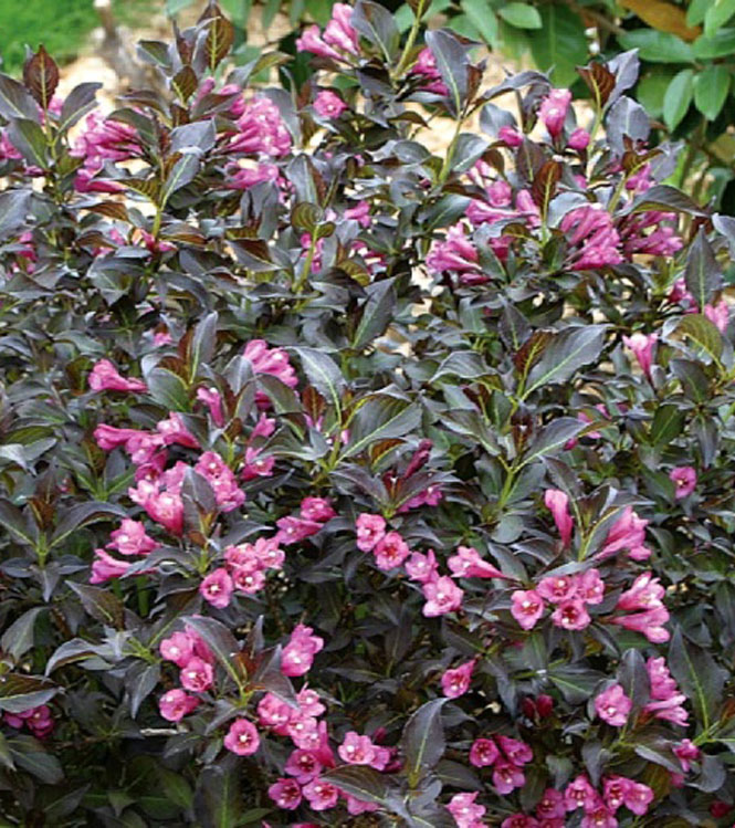 Weigela florida Victoria