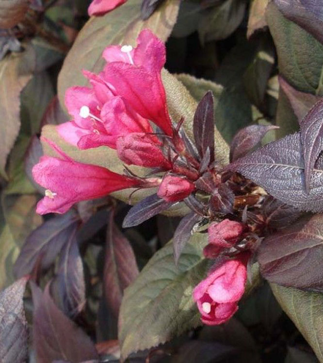 Weigela florida Victoria