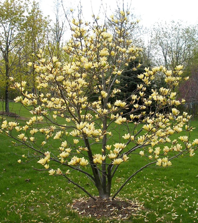 Magnolia denudata Yellow River