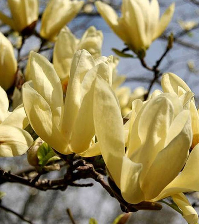 Magnolia denudata Yellow River