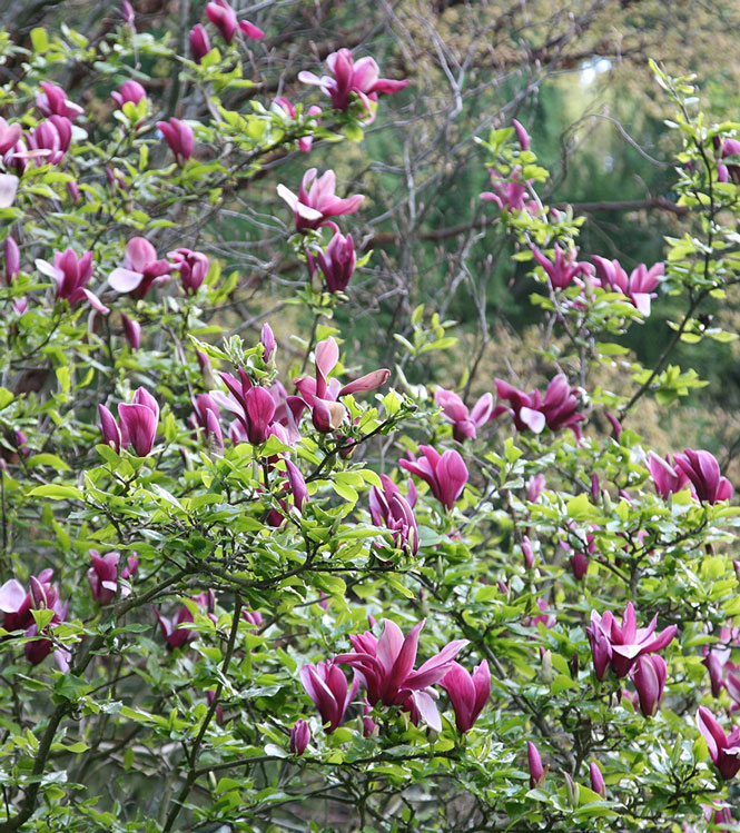 Magnolia liliflora Nigra