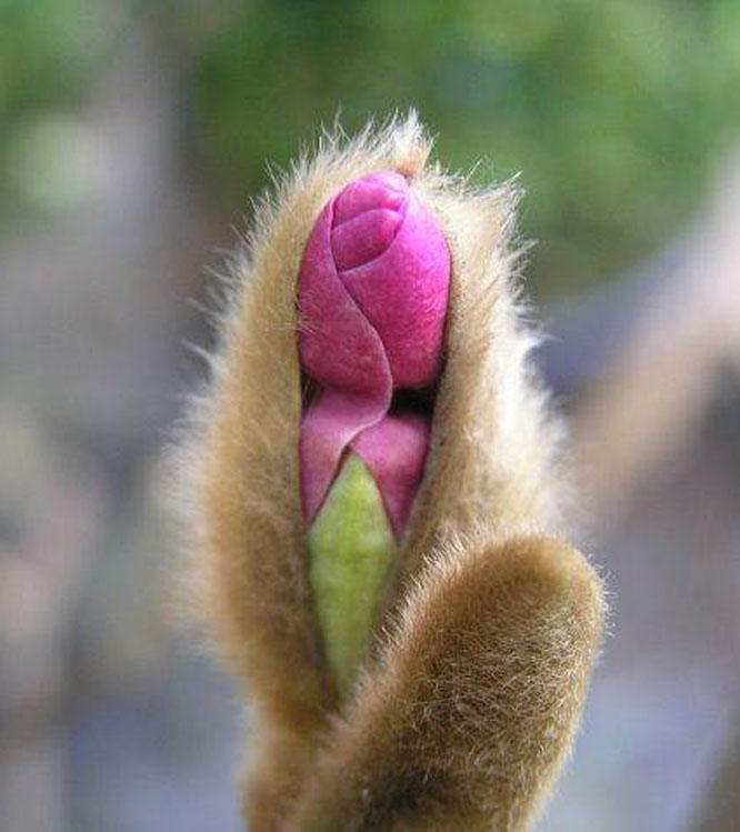 Magnolia liliflora Nigra