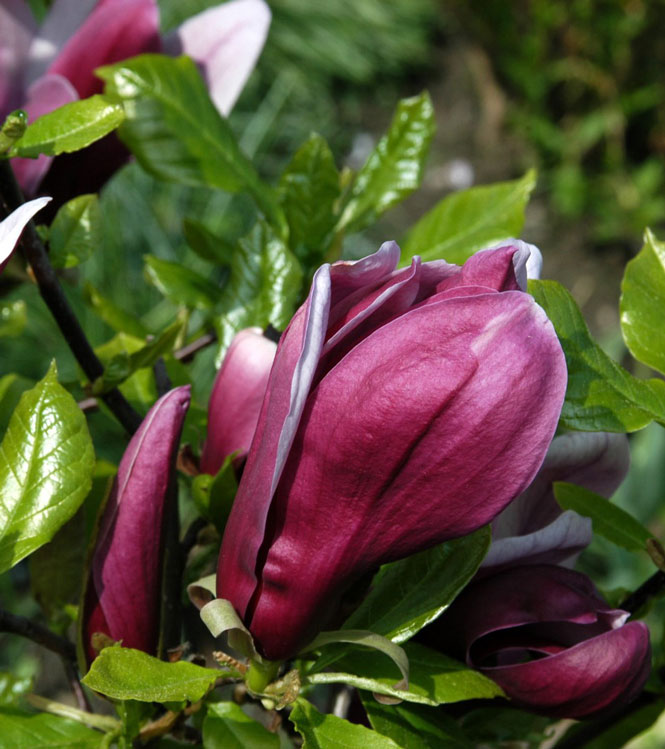 Magnolia liliflora Nigra