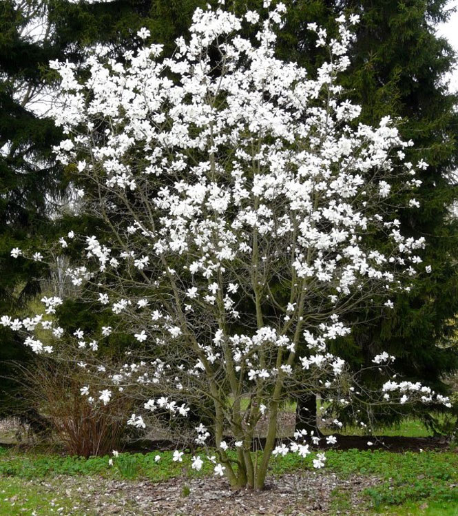 Magnolia stellata