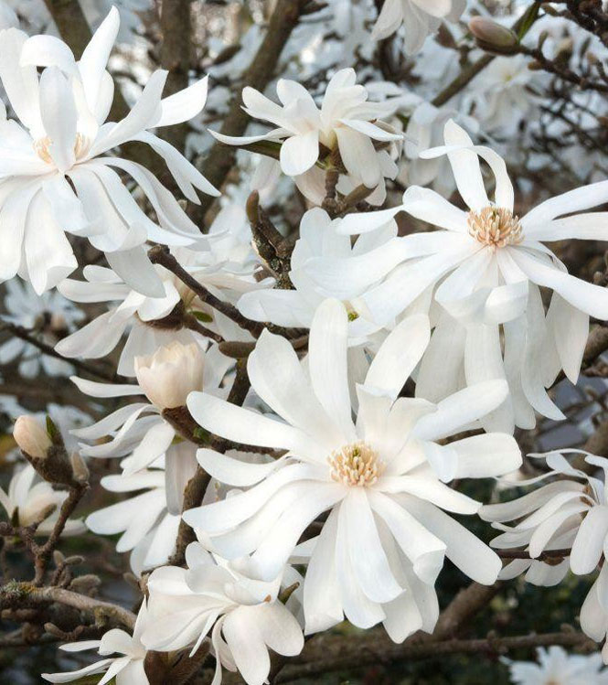 Magnolia stellata