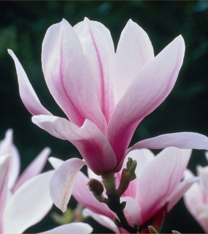 Magnolia x soulangeana