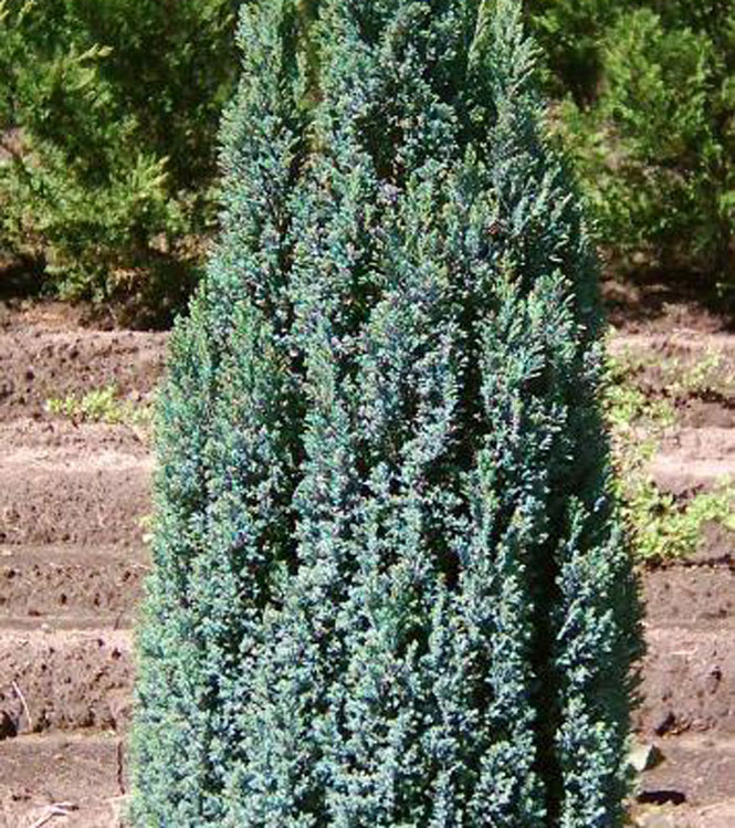 Chamaecyparis lawsoniana Elwoodi