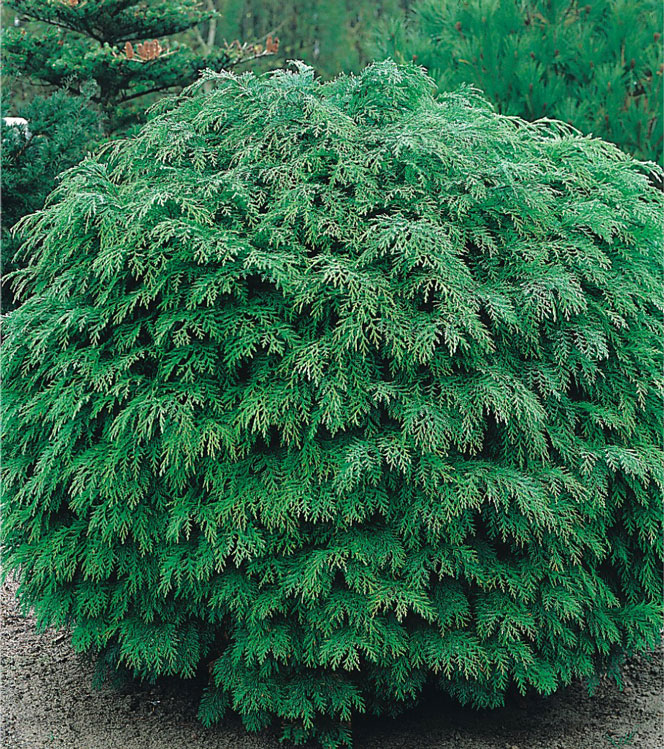 Chamaecyparis lawsoniana Globus