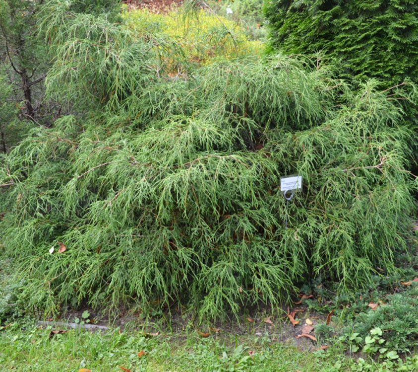 Chamaecyparis pisifera Filifera