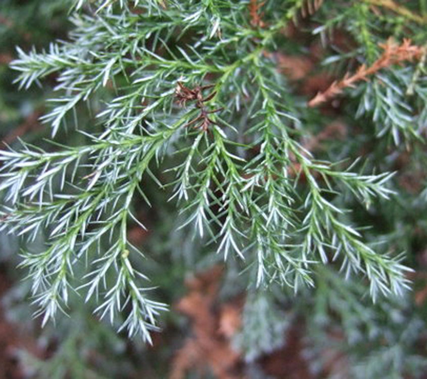 Chamaecyparis pisifera Squarrosa