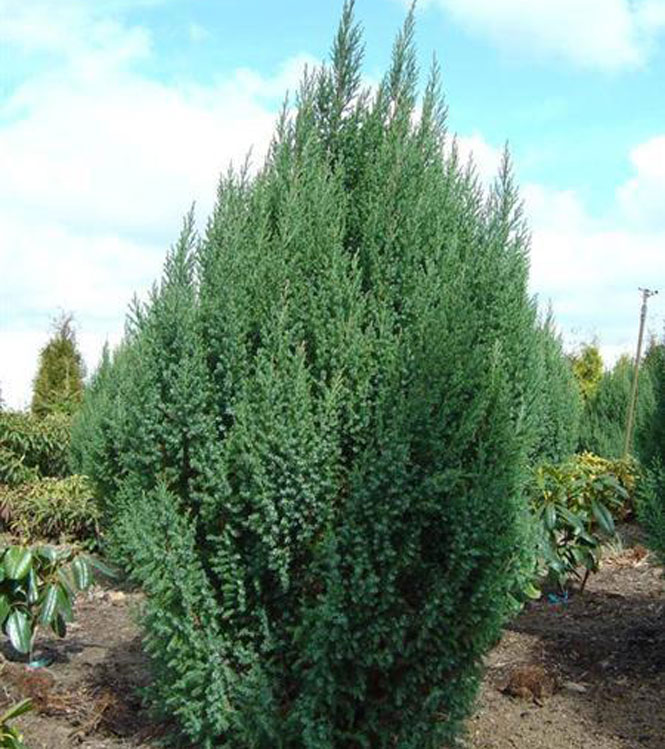 Juniperus chinensis Stricta