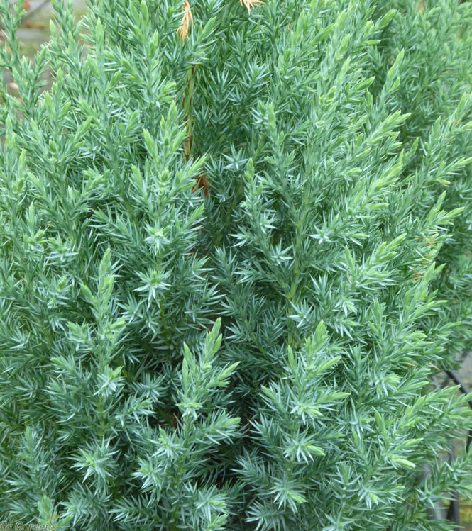 Juniperus chinensis Stricta