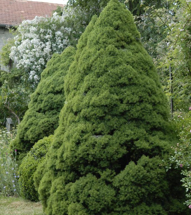 Picea alba Conica