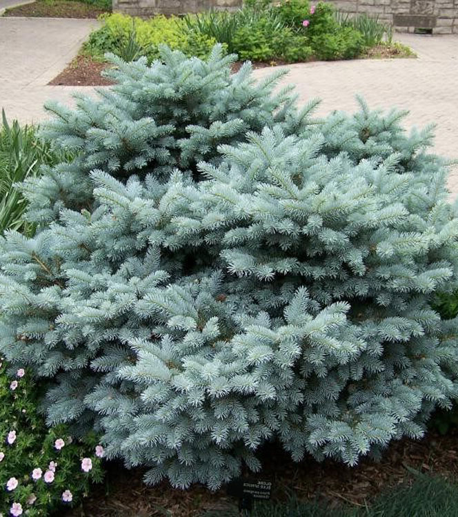 Picea pungens Glauca Globosa