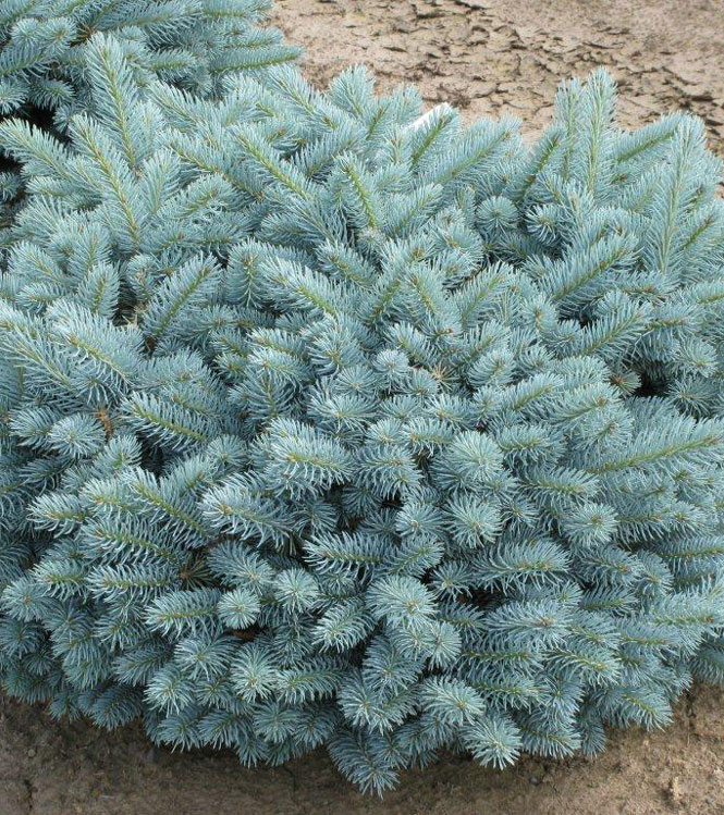 Picea pungens Glauca Globosa