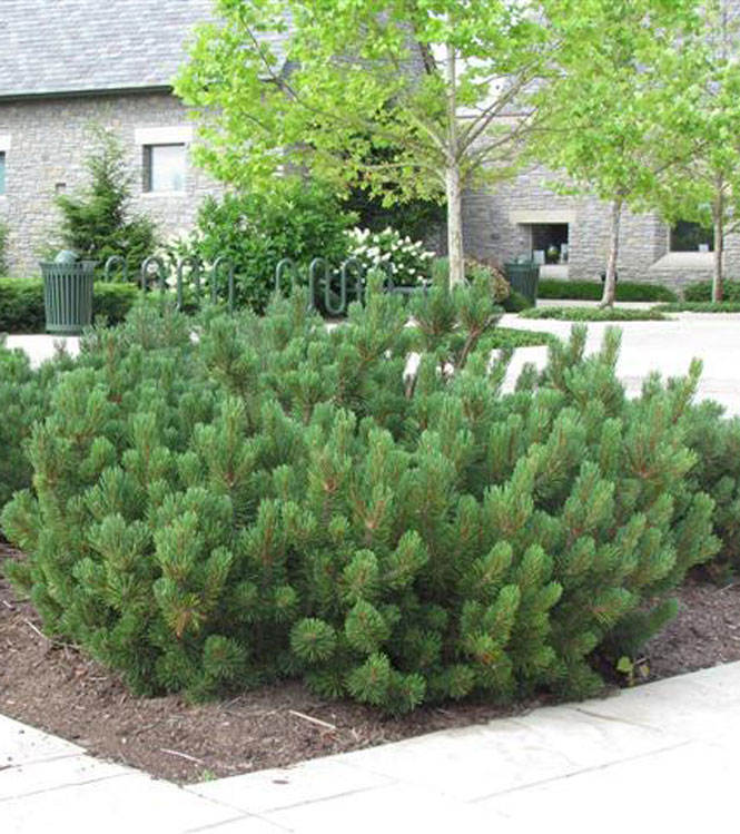 Pinus mugo