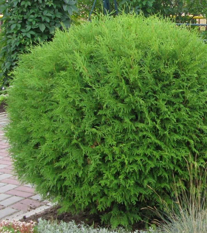 Thuja occidentalis Globosa