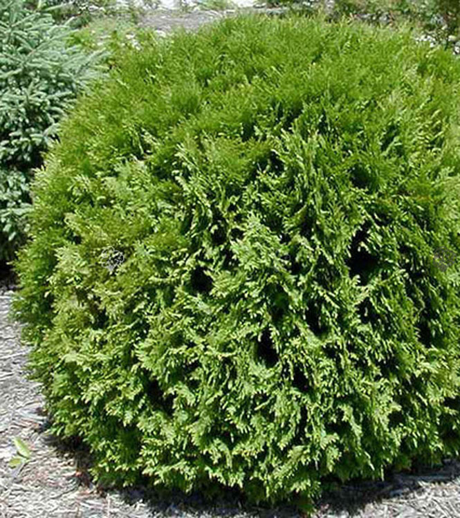 Thuja occidentalis Globosa