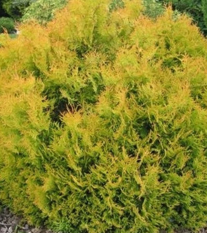 Thuja occidentalis Rheingold