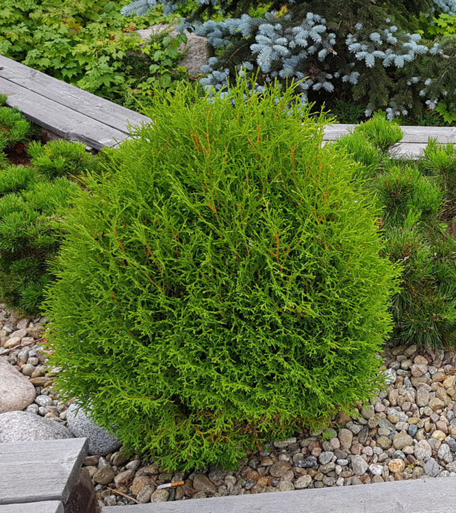 Thuja occidentalis Tiny Tim