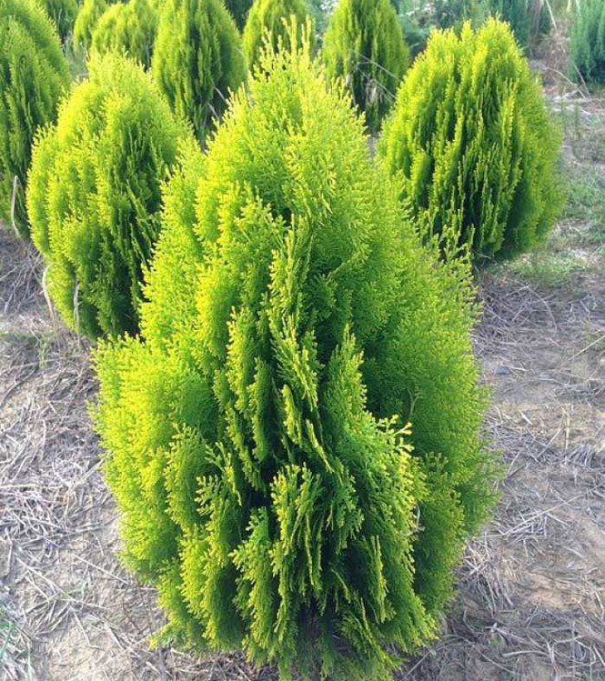 Thuja orientalis Aurea Nana