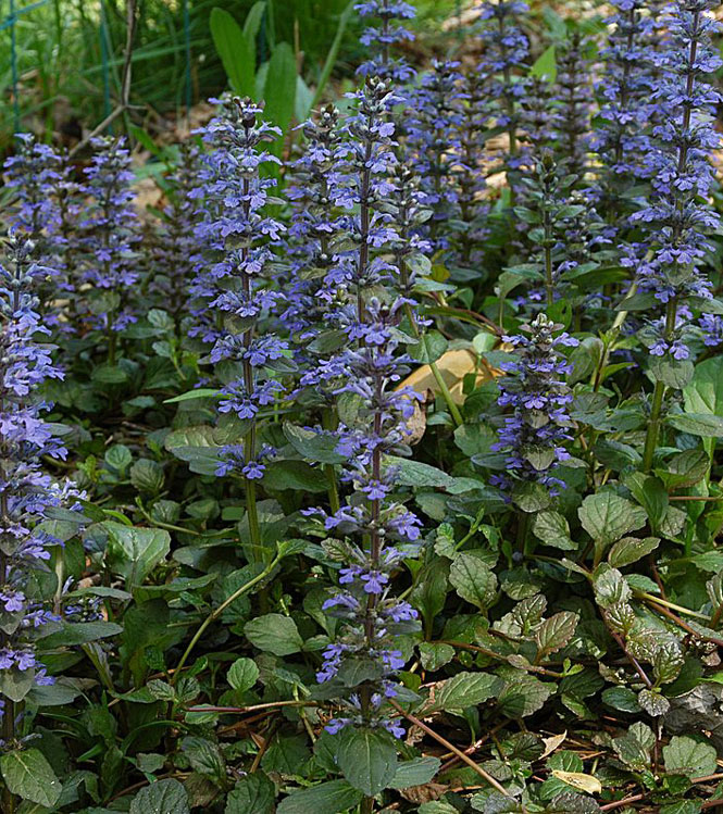 Ajuga reptans