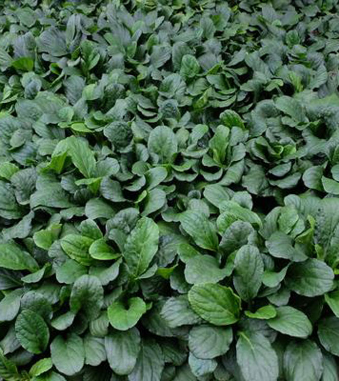 Ajuga reptans