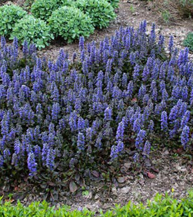 Ajuga reptans