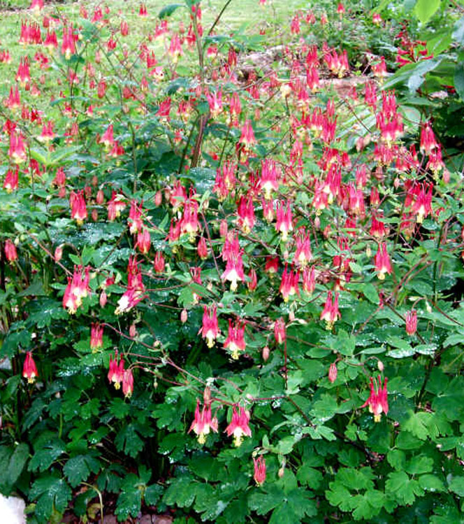 Aquilegia hybrida