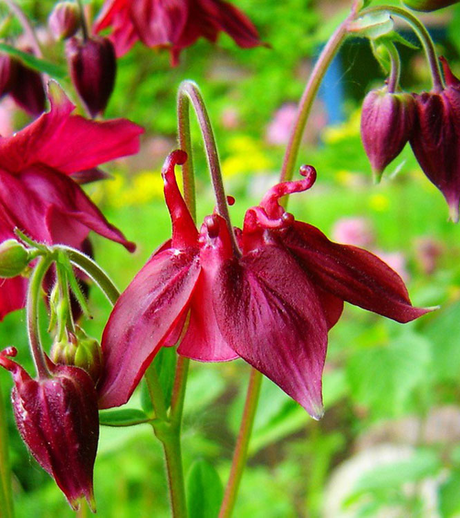 Aquilegia hybrida