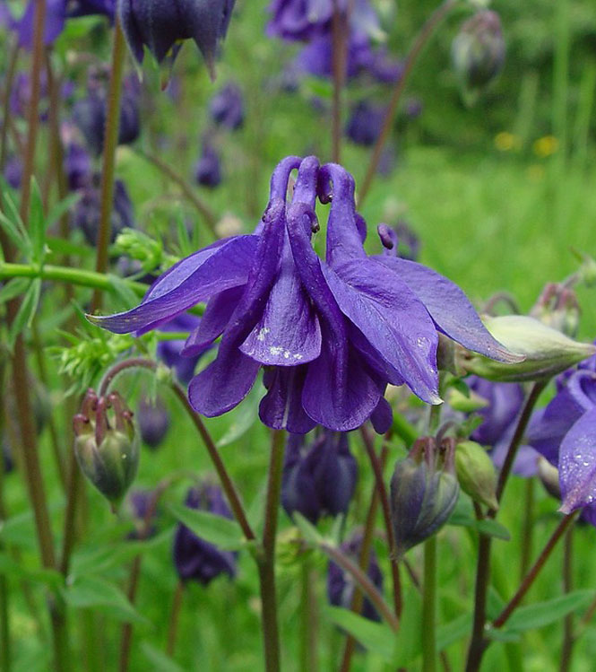 Aquilegia hybrida