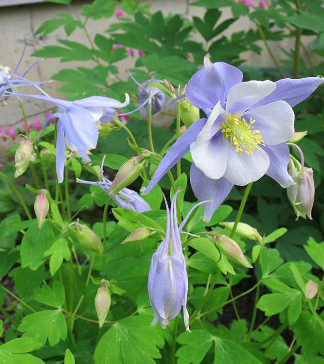 Aquilegia hybrida